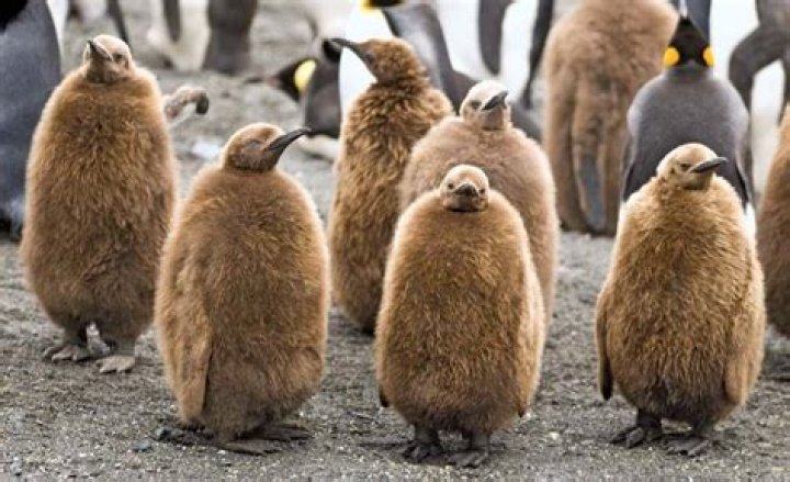 Are baby penguins Brown?