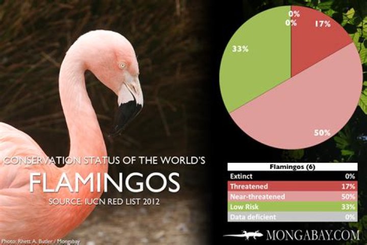 Are Flamingos endangered?