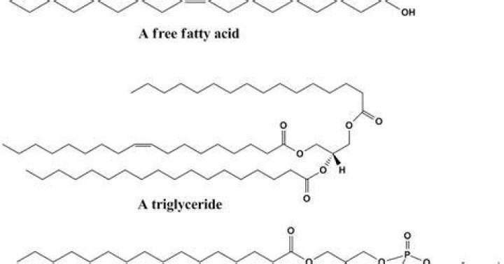 Are lipids nonpolar?