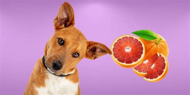 Are oranges harmful to dogs?