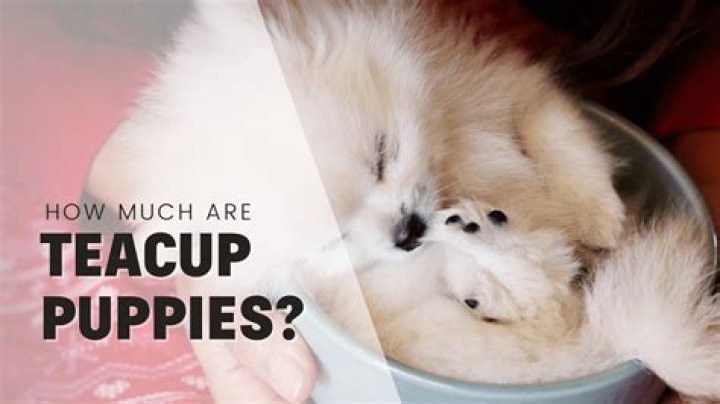 Are teacup puppies ethical? | ContextResponse.com