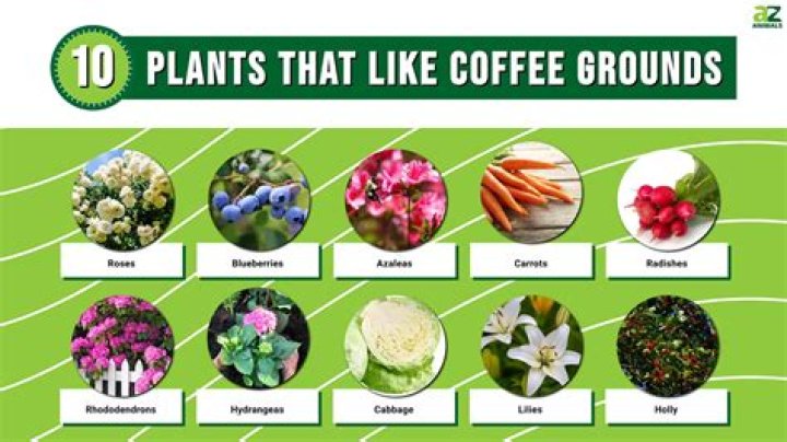 Are used coffee grounds high in nitrogen?