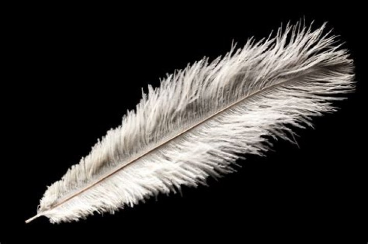 Can I dye ostrich feathers?