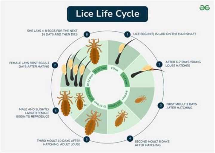 Can lice kill baby goats?