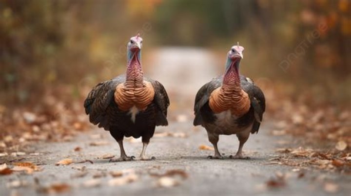 Can you call turkeys in the fall?