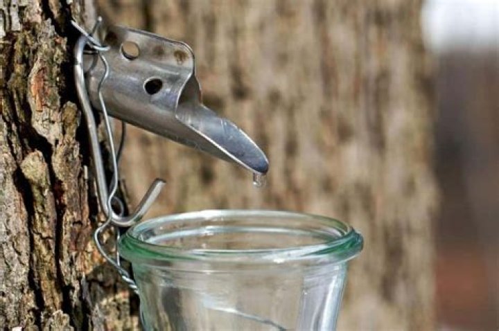 Can you eat maple syrup straight from the tree?