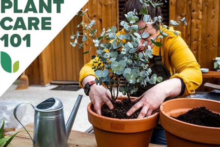 Can you grow eucalyptus in Zone 6?