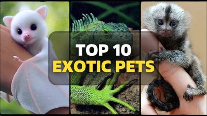Can you own exotic animals in Australia?