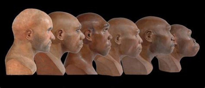 Did Neanderthals breed with sapiens?