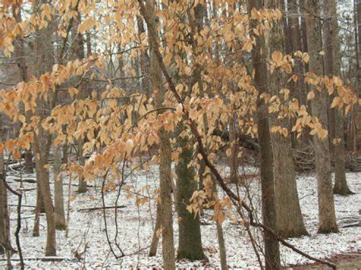 Do beech trees lose their leaves?