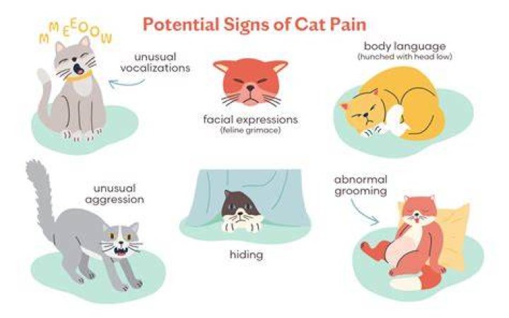Do cats feel physical pain?