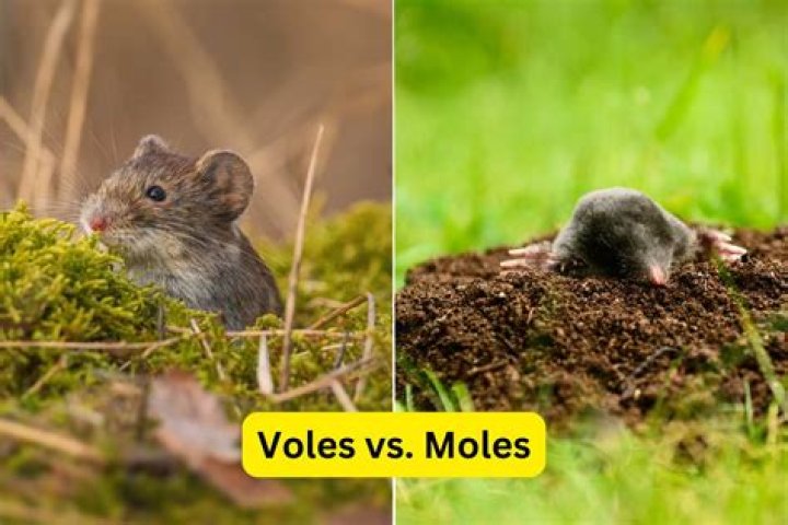Do Voles eat trees? | ContextResponse.com