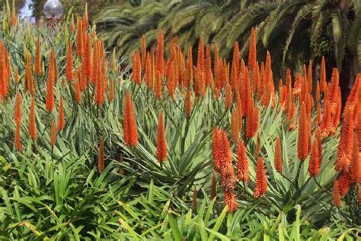 Does cactus have aloe? | ContextResponse.com
