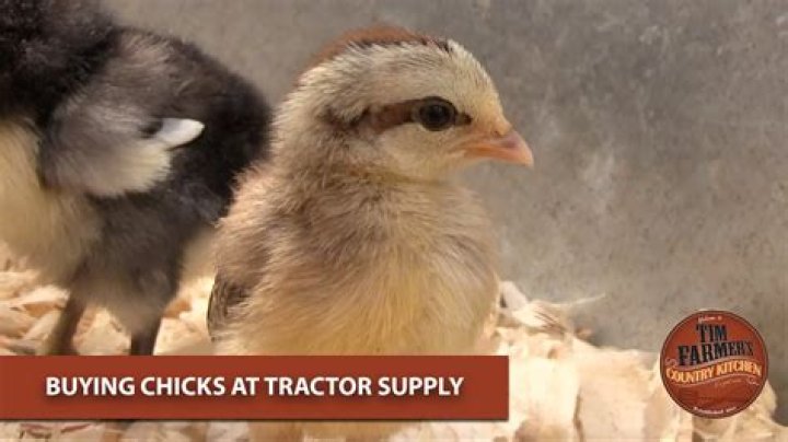 Does Tractor Supply sell baby chicks?