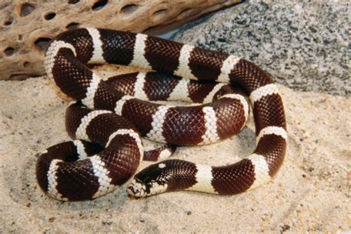 How big do king snakes get?