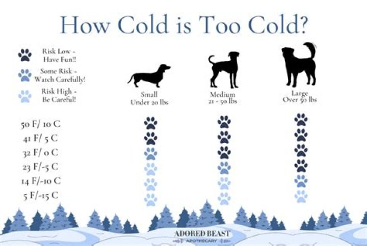 How cold is too cold to walk your dog in the winter?