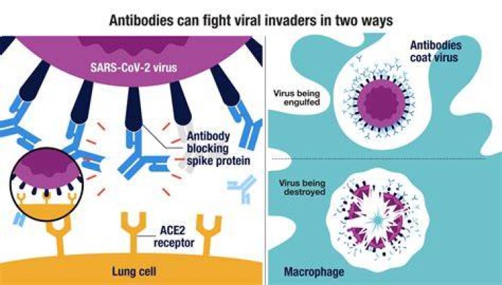 How do antibodies fight off viruses?