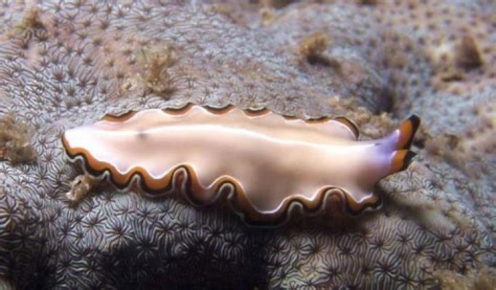 How do flatworms eat?