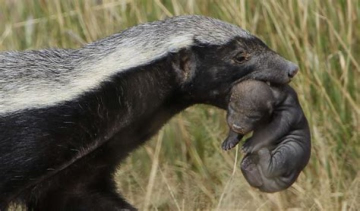 How do honey badgers protect themselves?