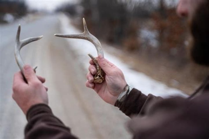 How do I find more shed antlers?