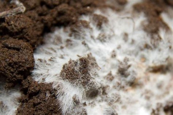 How do I stop mold growing on my deck?