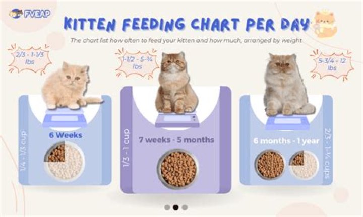 How do you feed a 3 week old kitten?