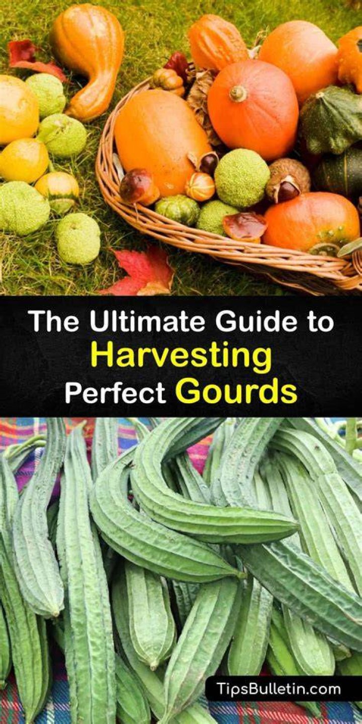 How do you harvest gourds?