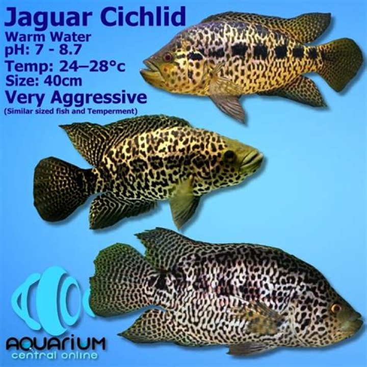 How do you know when cichlids are breeding?