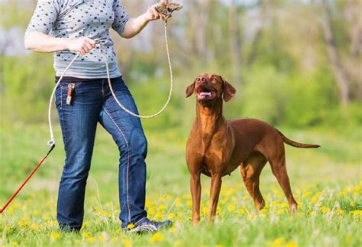 How do you make a dog flirting pole?