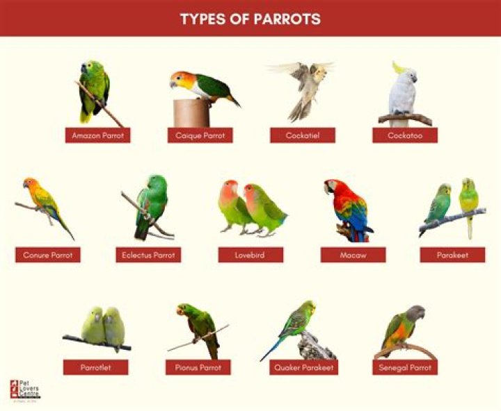 How do you make a parrot love you?