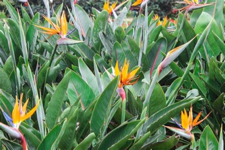 How do you split a bird of paradise plant?