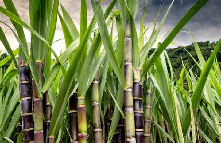 How do you take care of sugar cane?