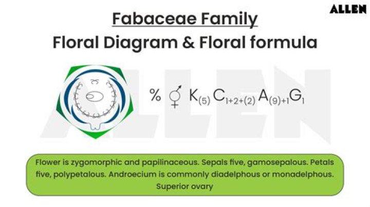 How do you write a floral formula and a floral diagram?