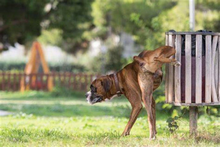 How long can a Labrador hold its bladder?