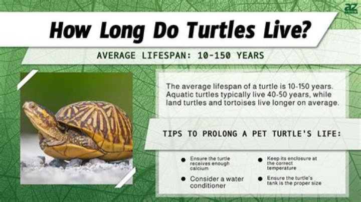 How long can turtles be in water?