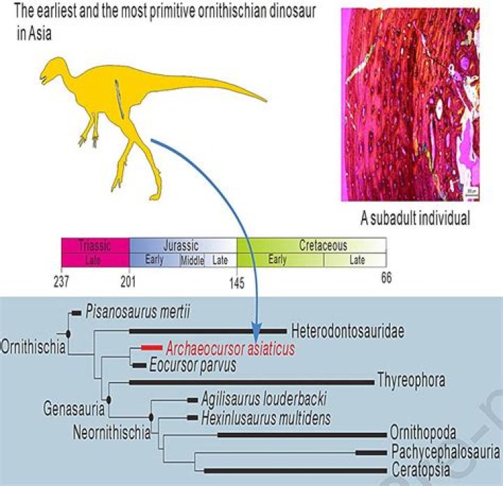 How long does dinosaur DNA last?