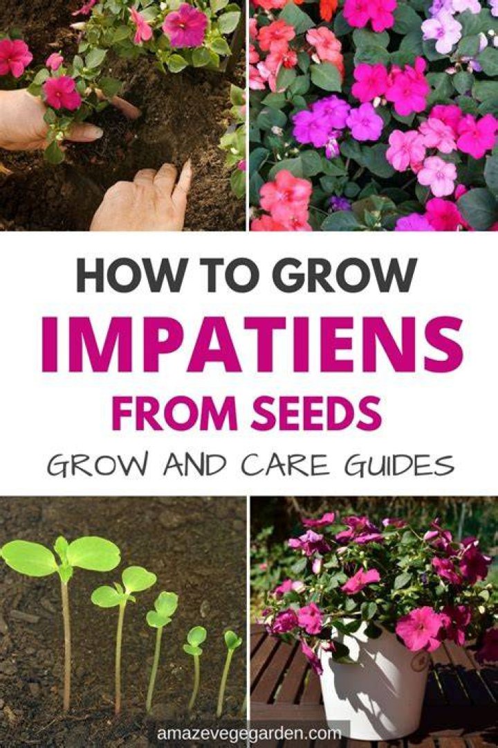 How long does Impatiens take to germinate?