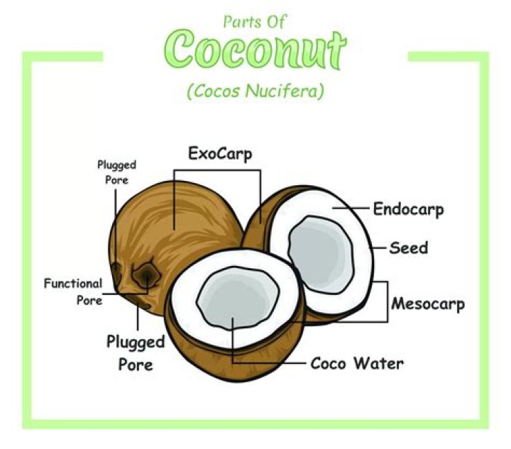 How long does it take for a coconut fruit to grow?