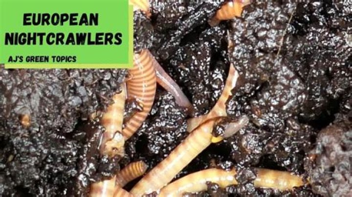 How long does it take for European Nightcrawlers to reproduce?