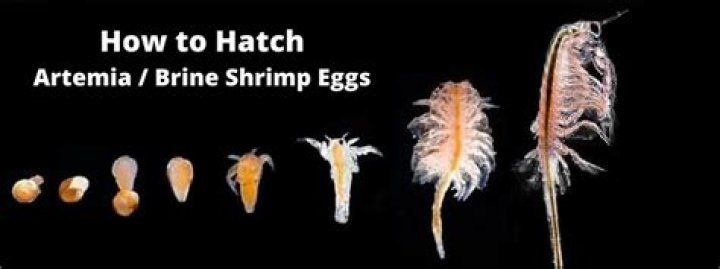How long does it take for shrimp eggs to hatch?