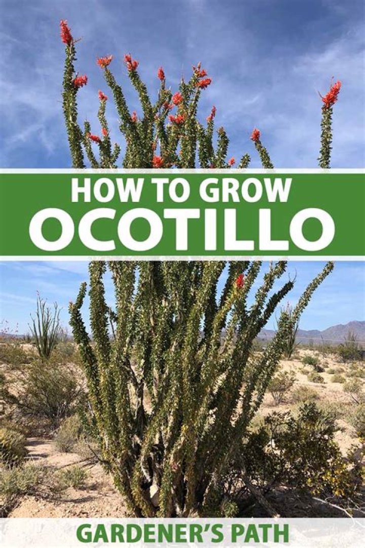 How much does an ocotillo cost?