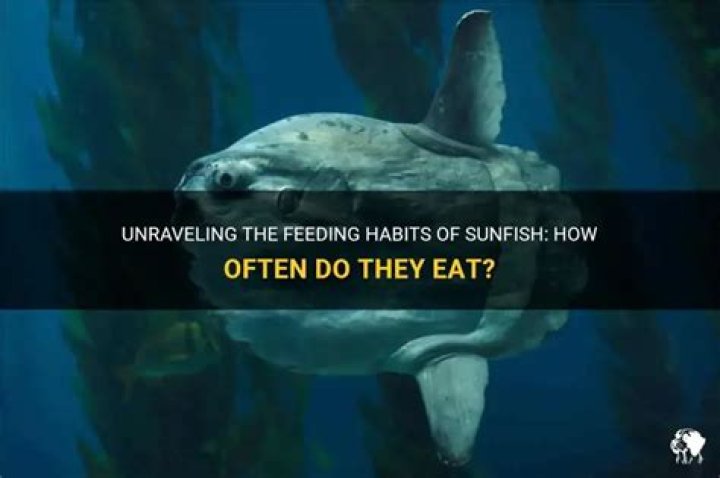 How often do sunfish eat?