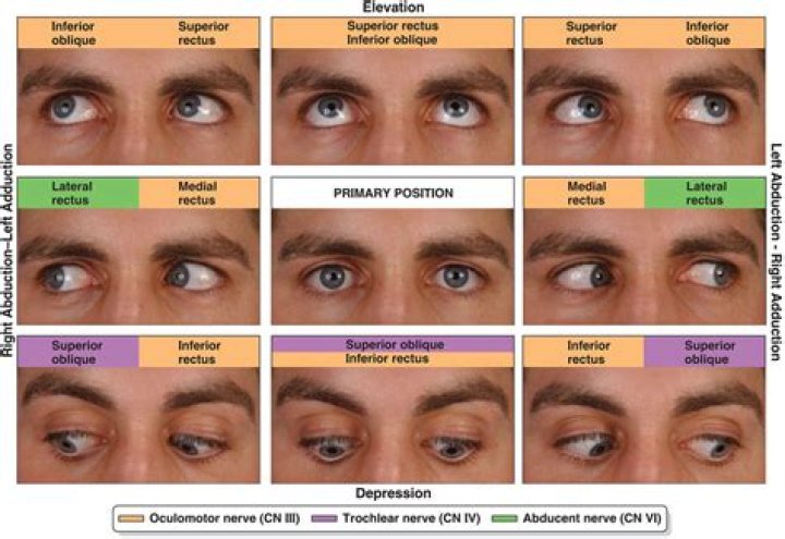 Is eye rolling natural?