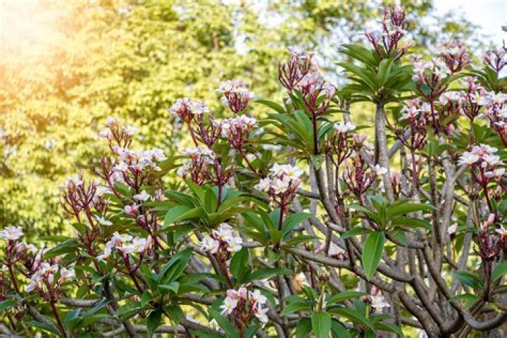 Is Frangipani same as plumeria?