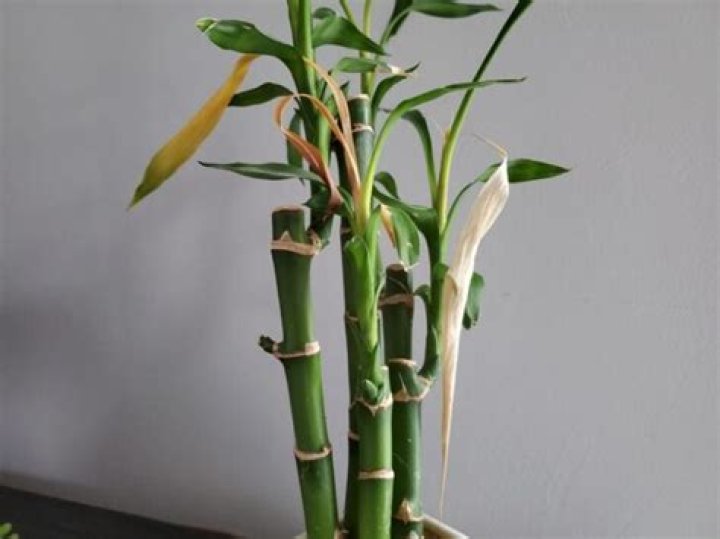 Is my lucky bamboo dying?