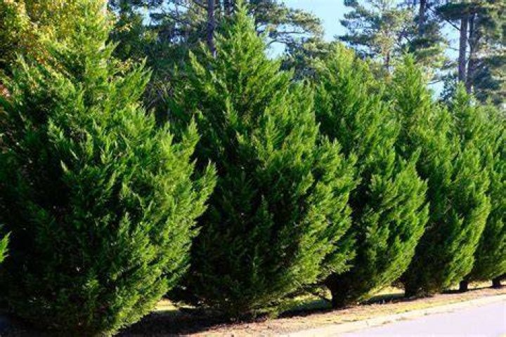 What's the fastest growing conifer?