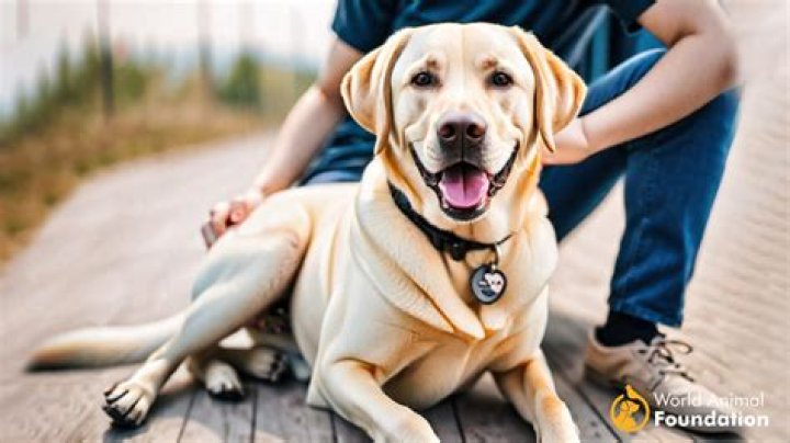 What animal is the most loyal?