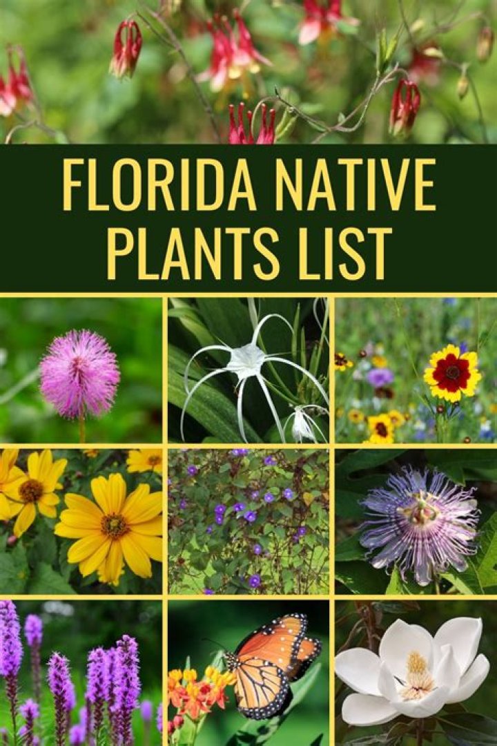 What are Florida native plants?