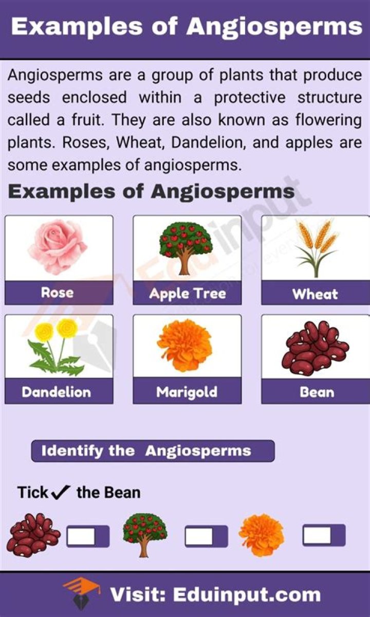 What are some of the uses of angiosperms give specific examples?