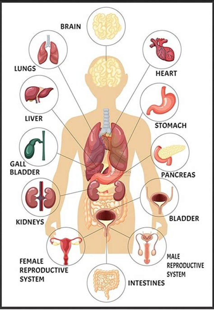 What are the 12 organs of the body?